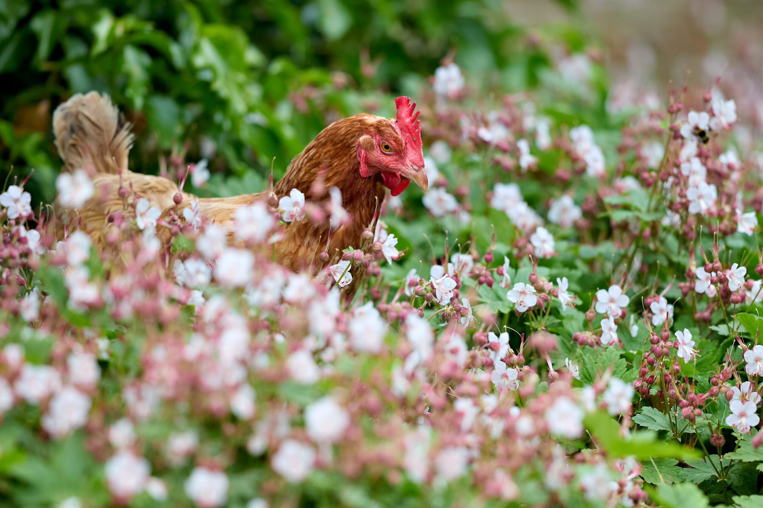 Can Chickens Eat Flowers?