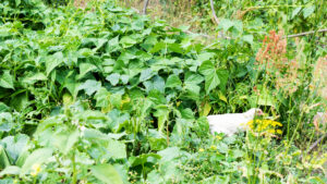 Can Chickens Eat Green Beans?