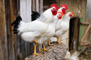 Can Chickens Eat Pineapple?