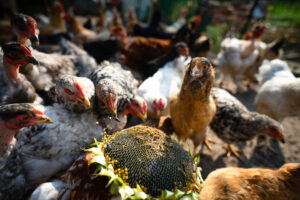 Can Chickens Eat Pumpkin Seeds? (Plus Sunflower Seeds)