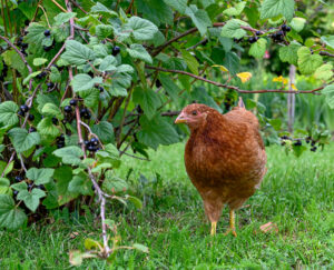 Can Chickens Eat Strawberries?