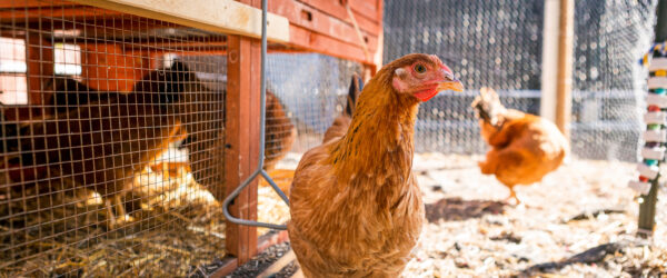 Can a Chicken Talk? Understanding Chicken Communication