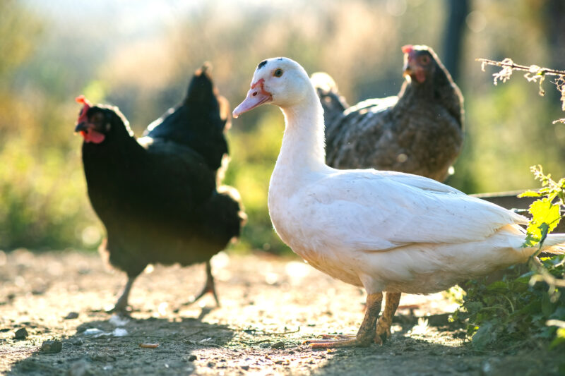 can-ducks-and-chickens-eat-the-same-food-hobby-farms