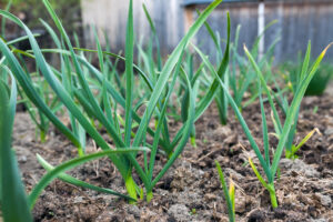 Can Garlic Survive Winter? Yes—And Why