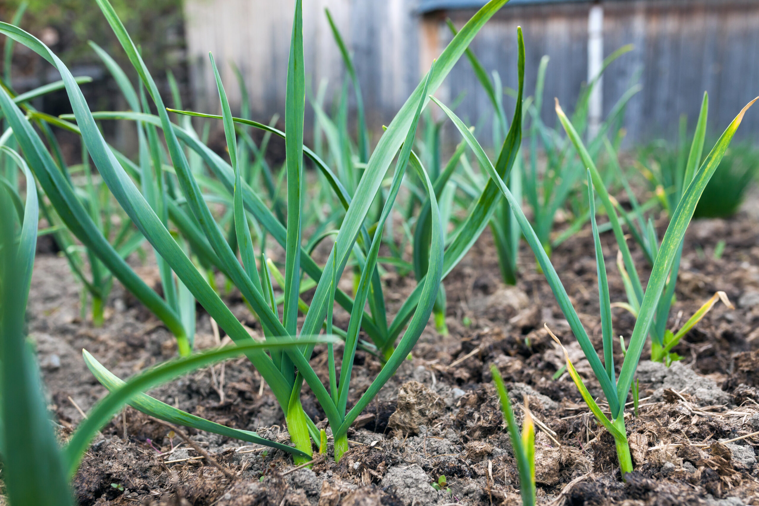 Can Garlic Survive Winter? Yes—And Why
