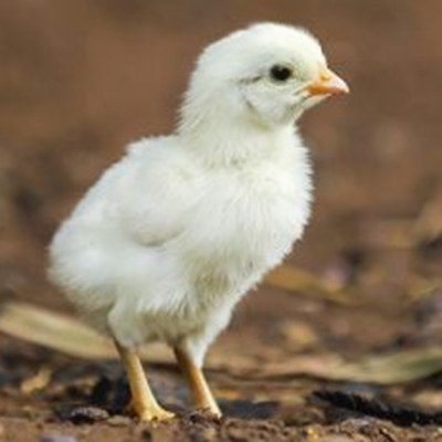 Chick Care: 8 Tricks to Get ready for Child Chickens