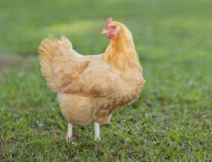 Catalana Chicken: Rare Dual-Purpose Breed Guide