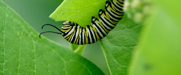 Caterpillar Garden: Plant to Support Every Butterfly Stage