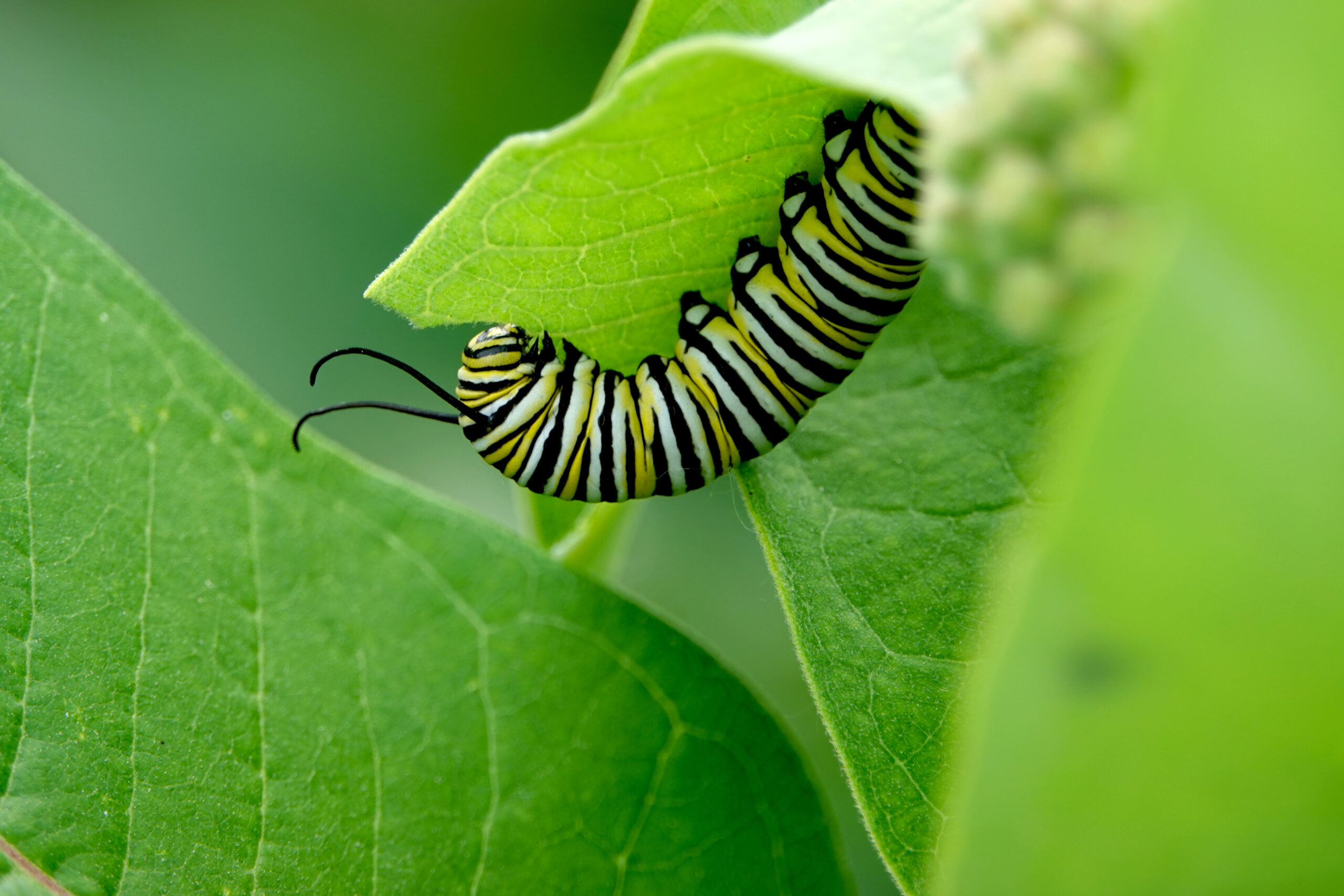 monarch caterpillar eating plants in a caterpillar garden