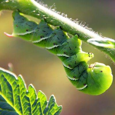 Caterpillar Identification Guide: 4 Common Species to Know