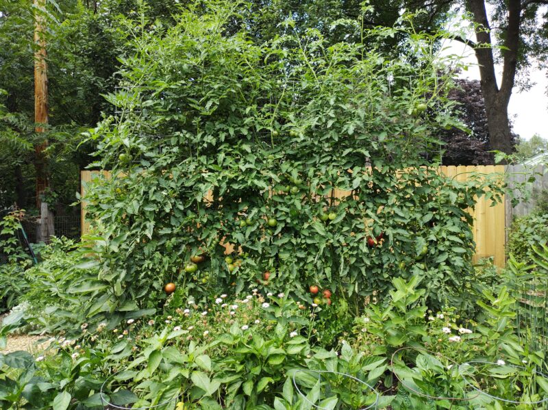 Livestock Panel Trellis: DIY Vertical Lawn Initiatives