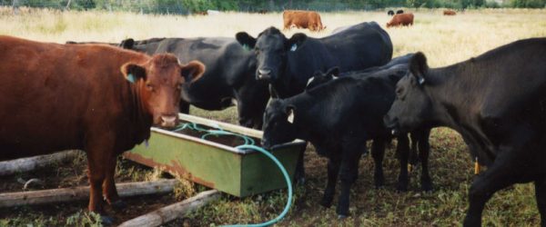 Keep Cattle Cool During Summer Heat With These Tips
