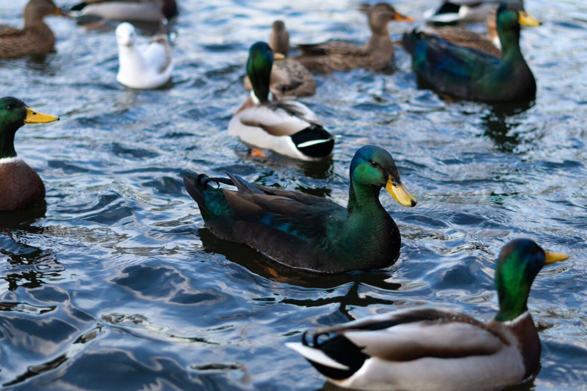 green cayuga duck swims among other ducks on a blue lake close-up