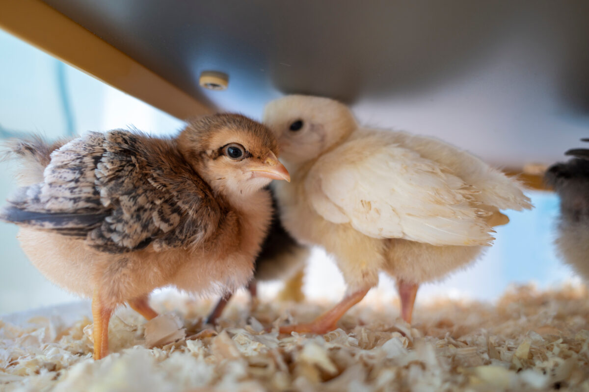 baby chicks huddled under a brooder heat plate that is regulating the chick brooder temperature