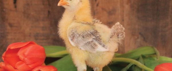 2022 Best Of Cluck Annual Photo Contest Winners!