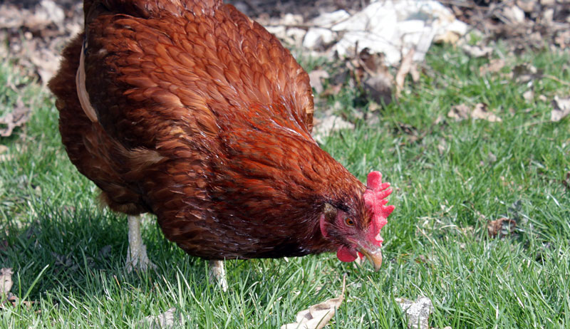 rhode island red american chickens