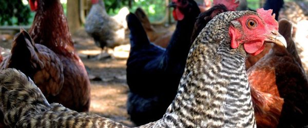 Should You Vaccinate A Flock Of Backyard Chickens?