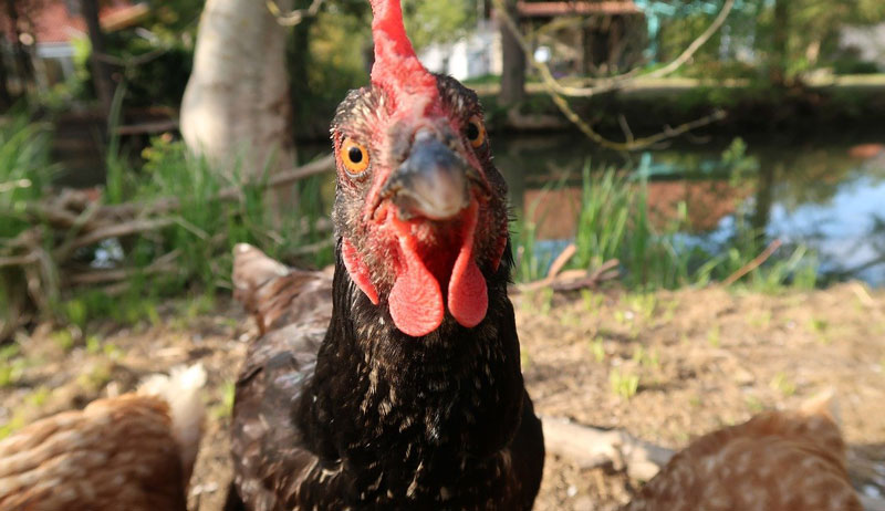 chicken coop improvements