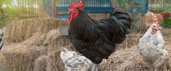 Best Chicken Breeds for Confinement: Top 10 Picks