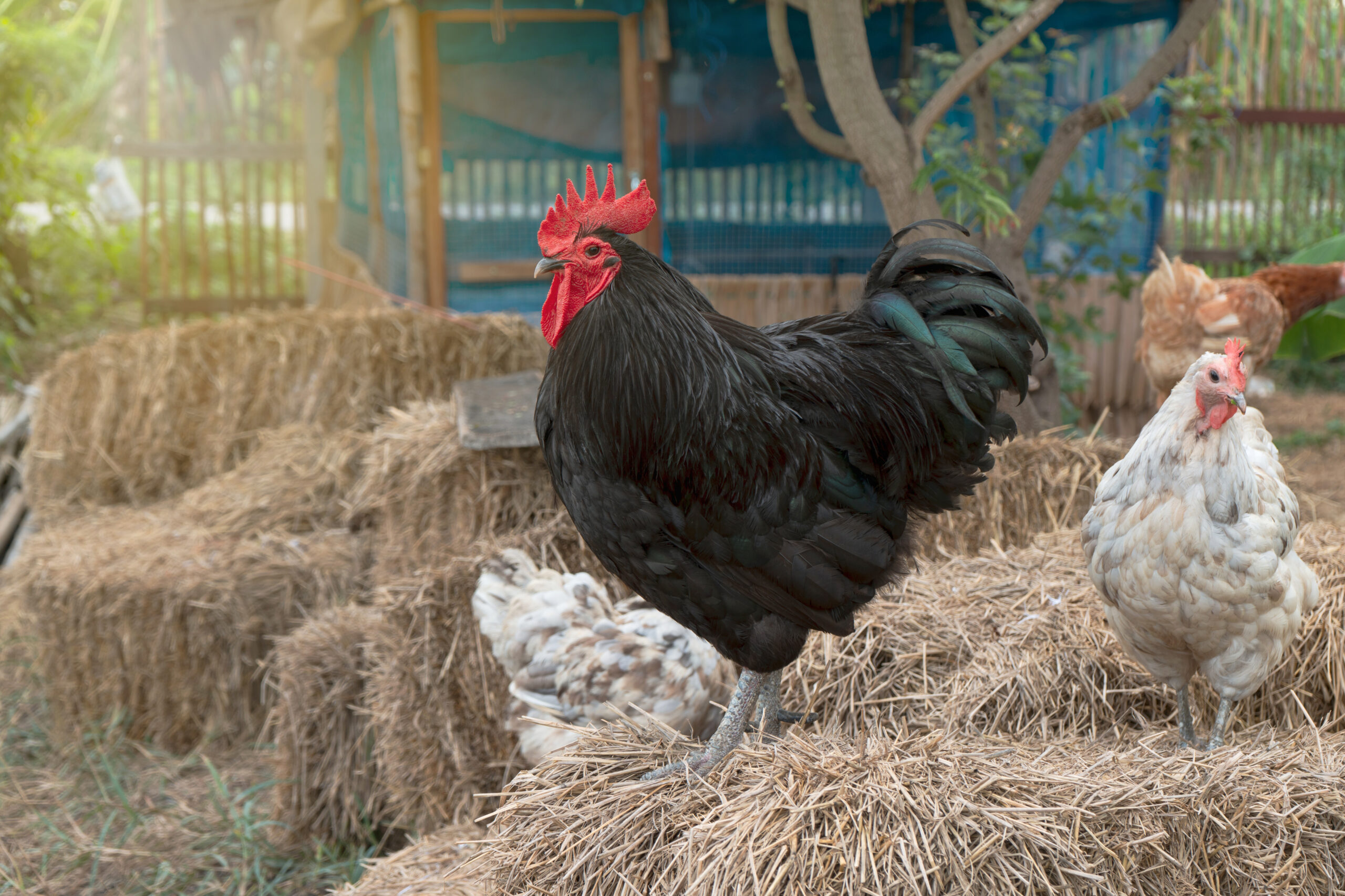 Black australorp rooster pictured standing on straw in a chicken coop. This is among chicken breeds for confinement.