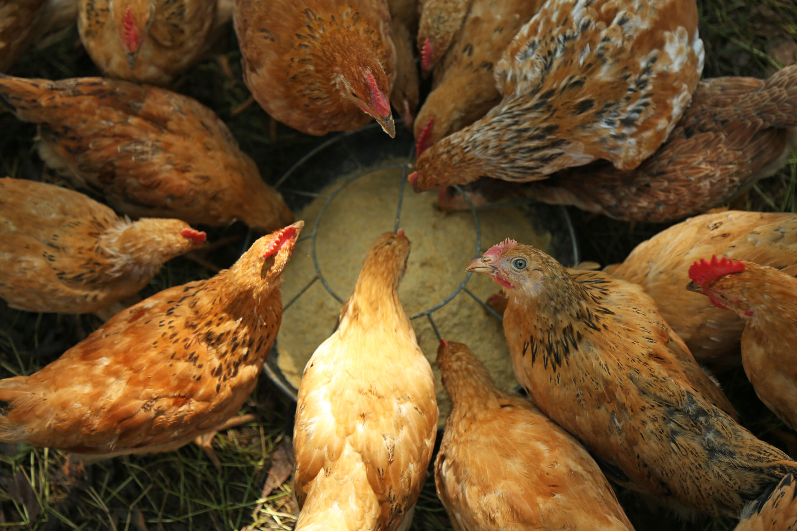 7 Tips to Your Reduce Chicken Feed Costs