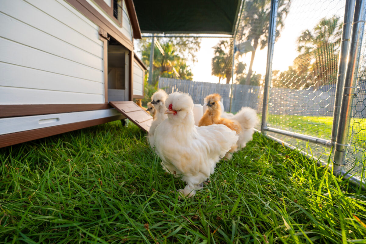 raising young chicks as shown in this poultry hen house with green grass in backyard garden is part of many a chicken-keeping resolution