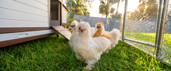 10 Chicken-Keeping Resolutions to Improve Your Flock