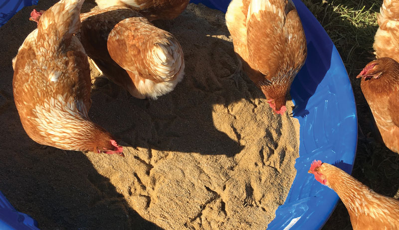 chicken environmental enrichments dust bath