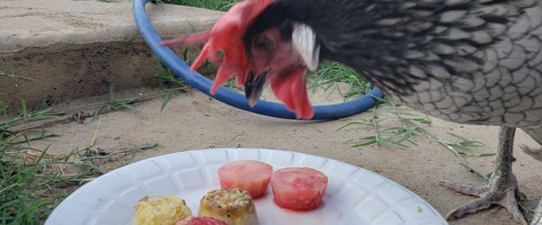 5 Recipes For Homemade Chicken Treats