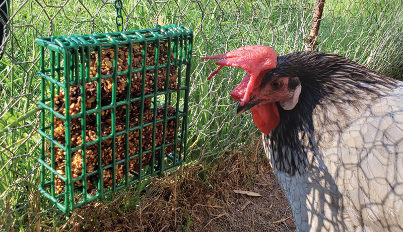 chicken treats block