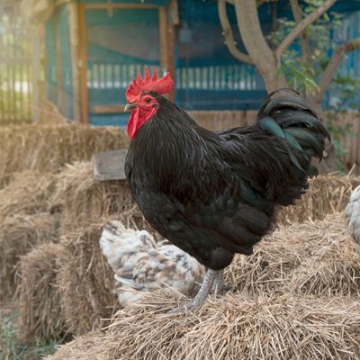 Best Chicken Breeds for Confinement: Top 10 Picks