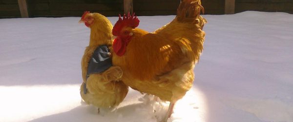 How To Handle The Winter Death Of A Chicken