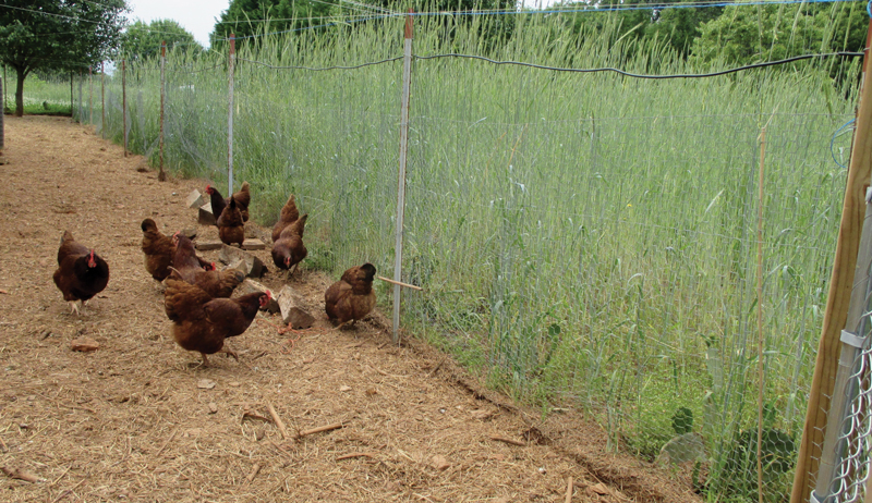 chickens on pasture