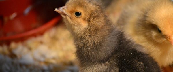 Getting Started: When Shipped Chicks Don’t Make It