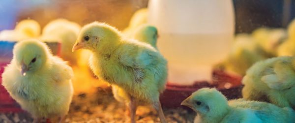 How To Start A Custom Hatching Business