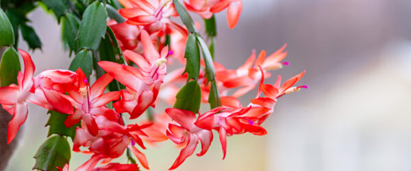Christmas Cactus Care: Tips for Holiday Blooms