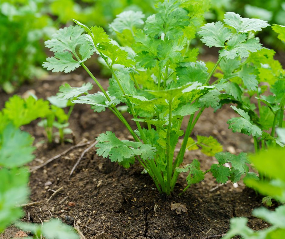 Can Chickens Eat Cilantro? Gardening for Your Flock Hobby Farms