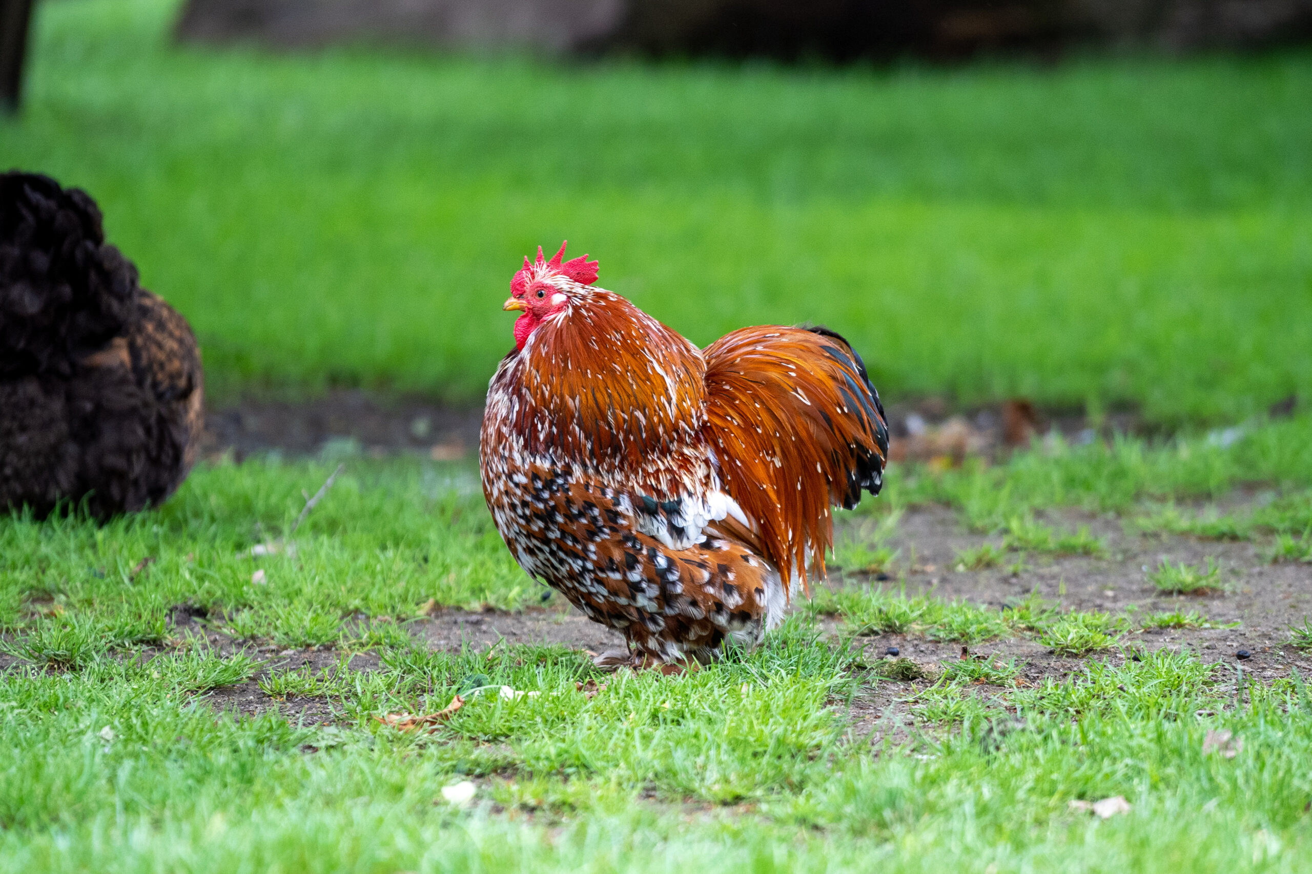 Cochin Chicken: Eggs, Size, Temperament & Care