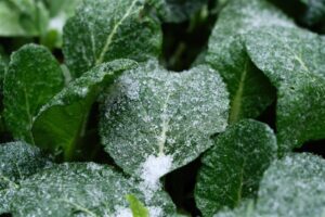 Cold Weather Vegetables: Why Cold Makes Some Crops Sweet