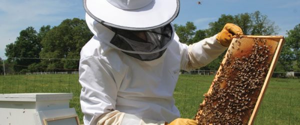 A Look At Colony Collapse Disorder In 2020