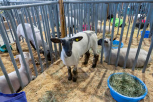 Fair Checklist: How to Prepare for Show Day
