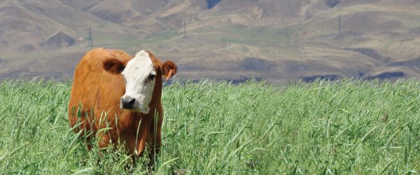 Regenerative Agriculture Is Farming For Better Soil