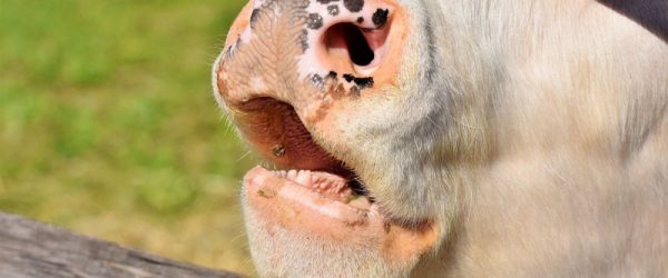 Totally Teeth: Dental Care For Livestock (Part 2)