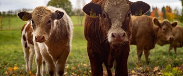 Now’s The Time To Upgrade Your Cattle Herd. Here’s How