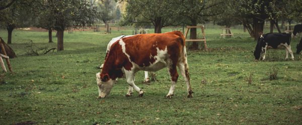 Fall Pasture Management Tips For Spring Success