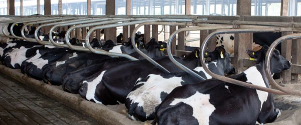 What Are Boss Cows? And Can Cattle Feel Comfy?