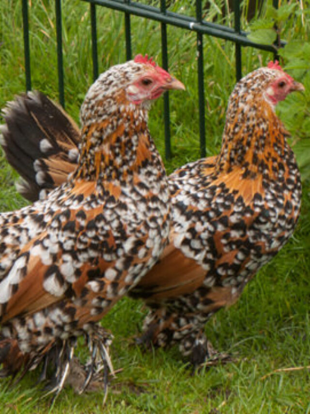 Booted Bantam Chicken