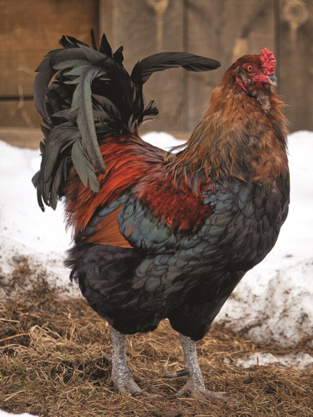make chicken, Gallus gallus domesticus , Rooster