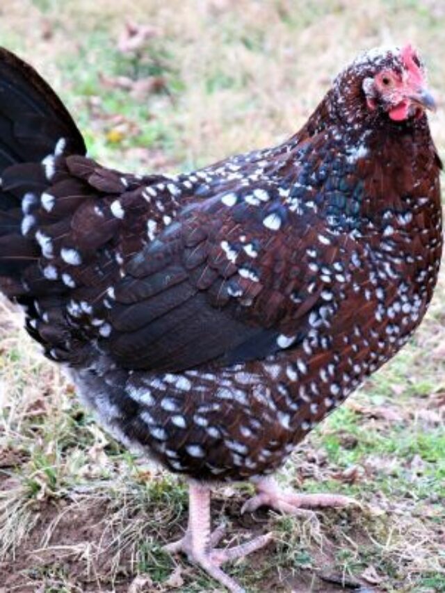 cropped-what-chickens-lay-pink-eggs-400-x-400.jpg