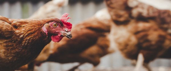 Debunking 3 Popular Poultry Supplement Myths